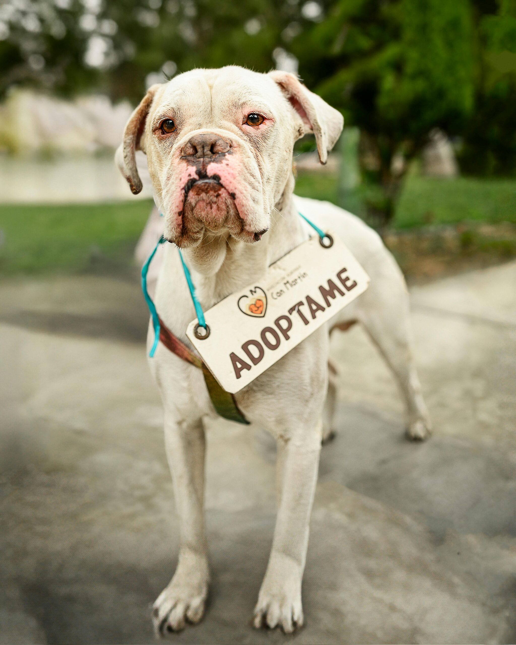 best pet friendly restaurants South Florida