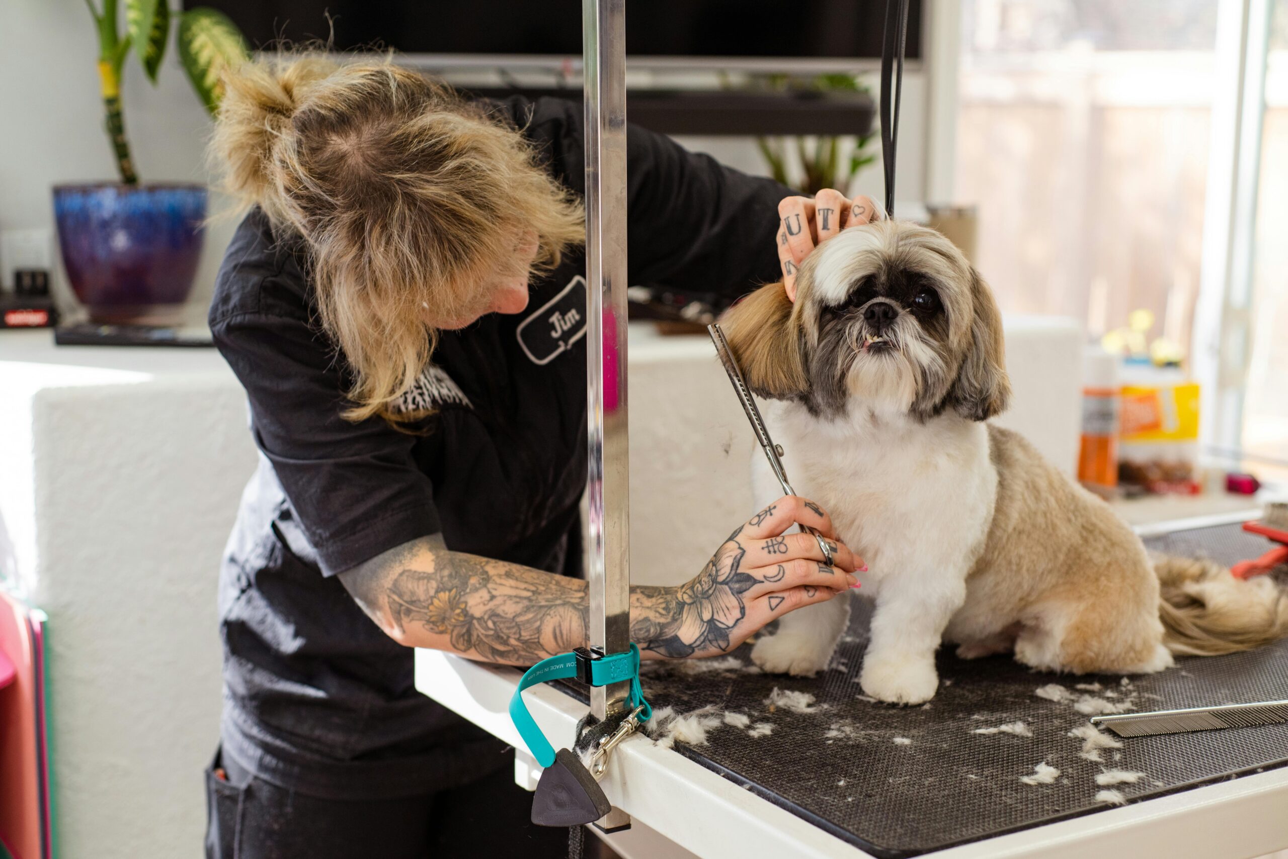 best dog groomers Fort Lauderdale