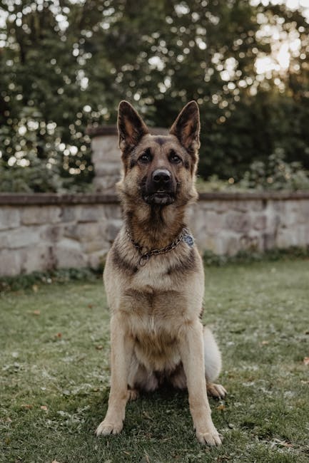 Ultimate Pet-Friendly Hotels in Fort Lauderdale: Hidden Gems Await