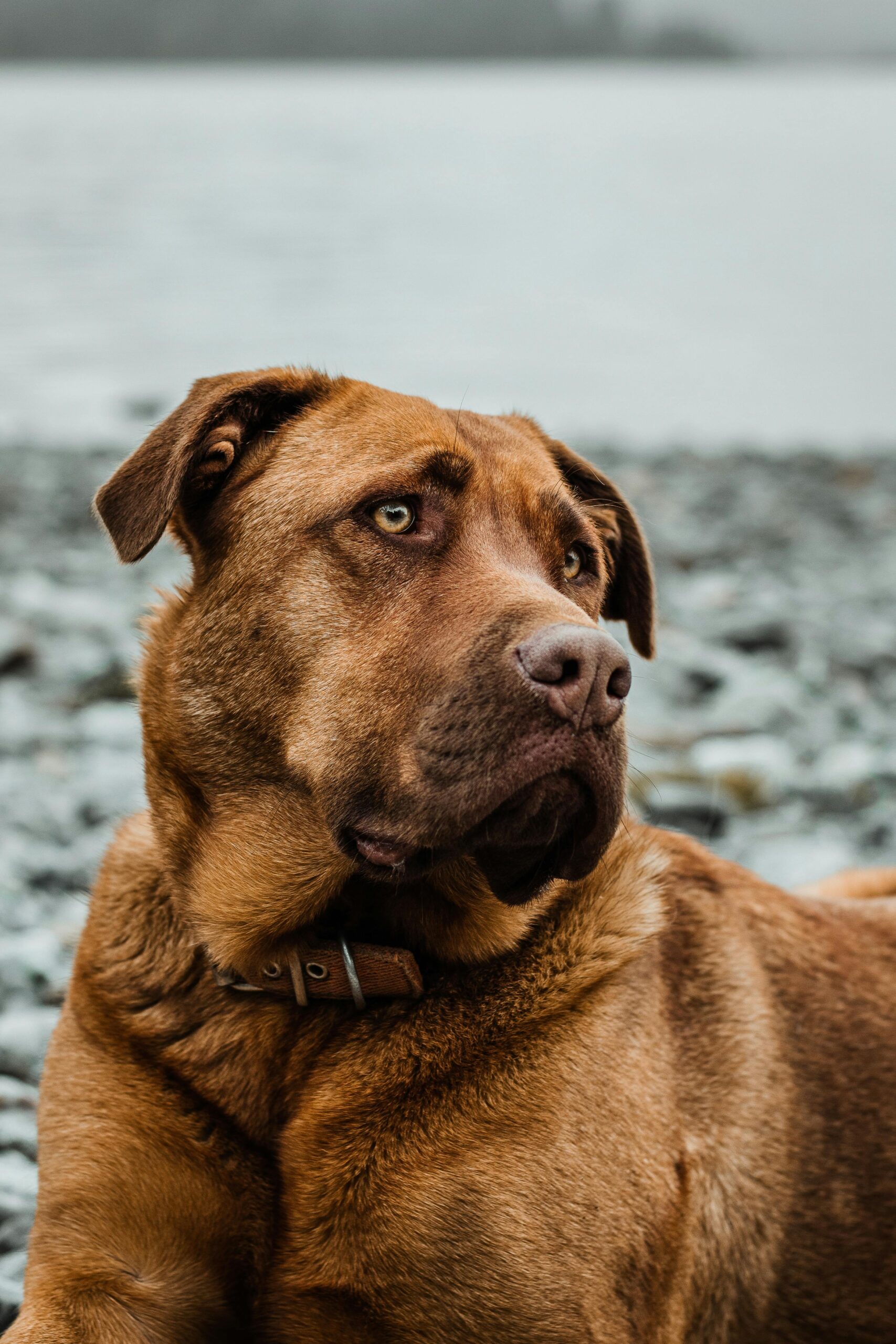 best dog beaches South Florida