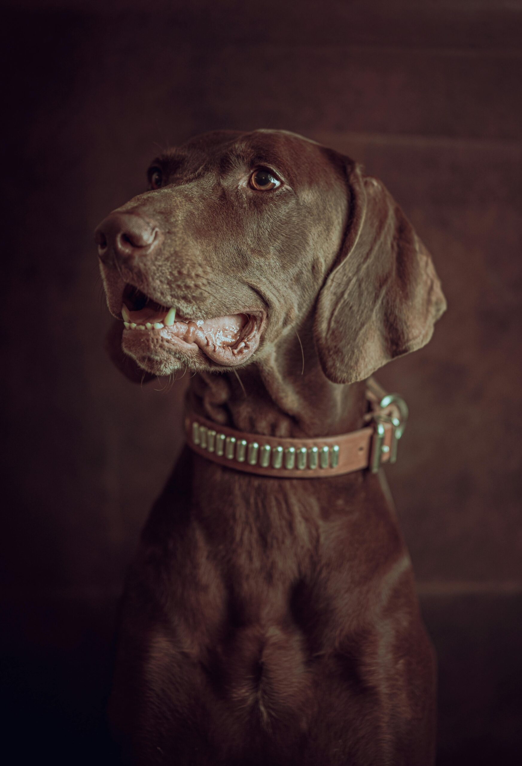 best dog friendly brunch South Florida