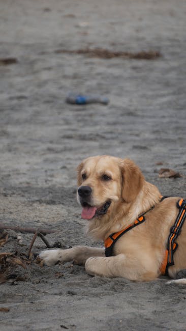 Ultimate Dog Beaches in South Florida: Hidden Gems Worth the Drive