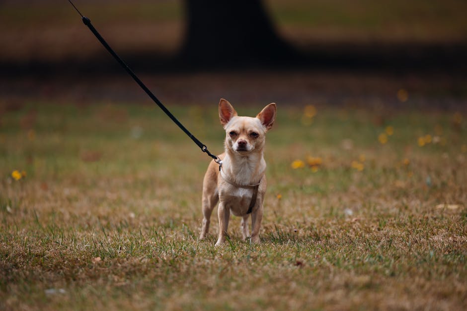 Ultimate Pet Stores in South Florida