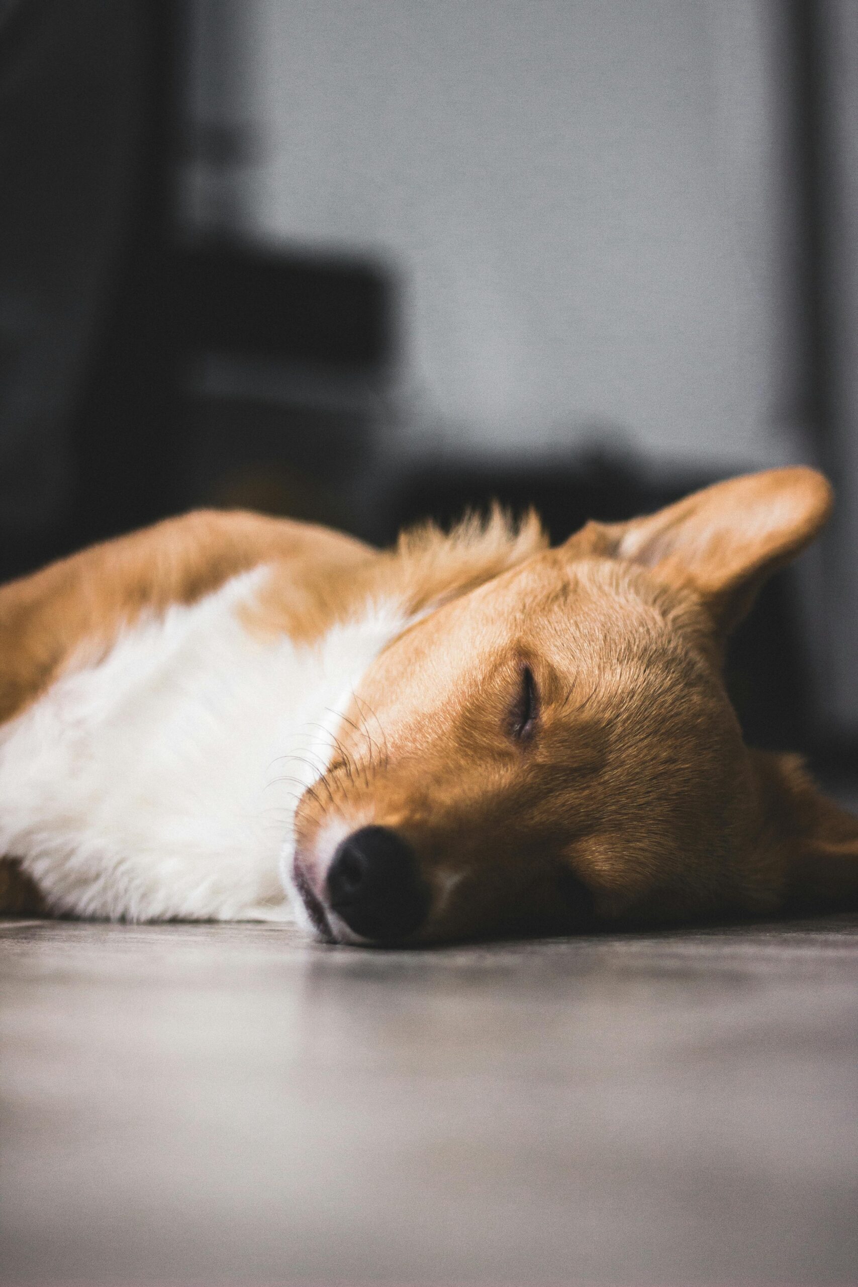 best veterinarians South Florida