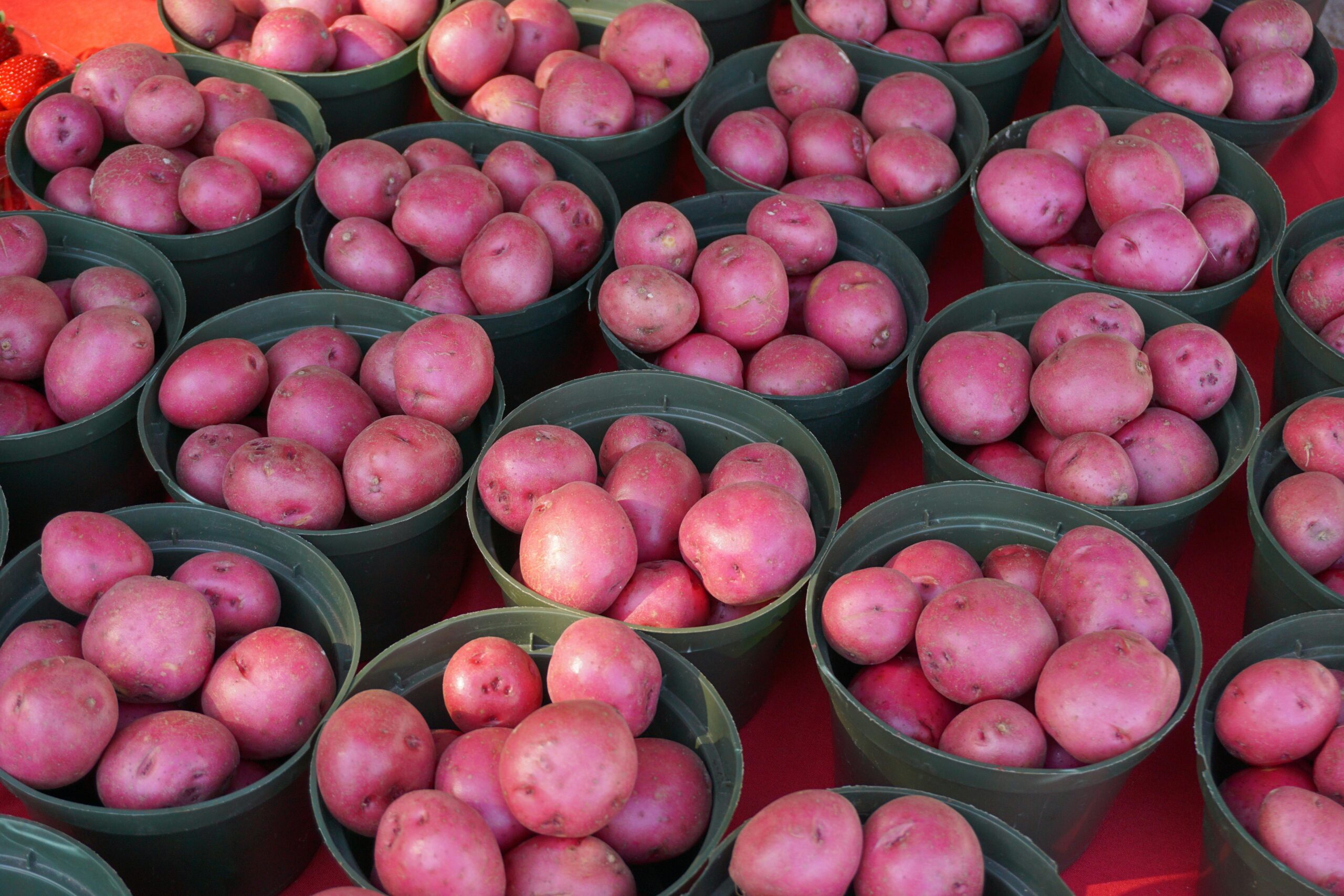 best farmers markets South Florida